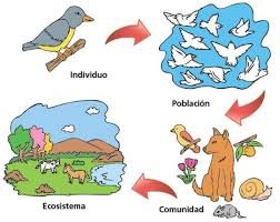Componentes del Medio Ambiente