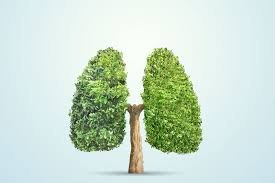 Imagen del medio ambiente